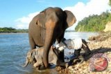 Pawang gajah (mahout) di Balai Konservasi Sumber Daya Alam Bengkulu melatih mandi anak gajah yang diberi nama bona yang ditemukan terpisah dari induknya saat berusia enam bulan, Senin (7/5). Anak gajah itu dibantu ibu angkatnya yang bernama aswita untuk mencoba beradaptasi dengan lingkungan. FOTO ANTARA/Helti Rini Sipayun
