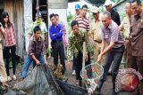 Paringin, 9/5 - PEMANFAATAN BANTUAN CSR - Deputi General Manager CSR PT Adaro Indonesia, Iswan Sujarwo disaksikan Bupati Balangan, Kalimantan Selatan, melakukan panen perdana budi daya ikan lele di kolam yang dikelola oleh warga transmigran di Unit Pemukiman Transmigrasi (UPT) Lajar Papuyuan, yang merupakan hasil pemanfaatan bantuan CSR oleh perusahaan batu bara nasional tersebut. 
      2011 lalu Adaro mengucurkan dana CSR sebesar Rp100 juta untuk budi daya ikan lele dan akan dilanjutkan pada 2012 ini dengan besaran yang sama. Foto: ANTARA/Rusmanadi/D