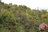 Watala Sampaikan Panduan Monitoring Hutan Kemasyarakatan