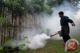 Dinkes: pengasapan tidak efektif basmi aedes aegypti 