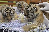Gianyar (Antara Bali) - Tiga anak Harimau Benggala yang baru berumur 2 minggu mendapat perawatan dari tim dokter di Bali Zoo Park, Singapadu, Gianyar, Bali, Jumat (29/6). Ketiga anak harimau putih itu merupakan keberhasilan ke-7 kalinya dalam pengembangbiakkan dari sepasang induknya, sehingga sejak tahun 2007 sebanyak 15 ekor Harimau Benggala telah berhasil dilahirkan di lembaga konservasi itu. FOTO ANTARA/Nyoman Budhiana/2012.