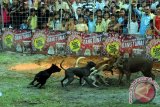 Puluhan anjing mengikuti ajang Adu Bagong yang diselenggarakan pada HUT BHAYANGKARA ke-66 di Pantai panjang Bengkulu (16/6). Adu bagong kali ini hanya diikuti peserta se- Sumatera, peserta dari Jawa seperti Jakarta & Bandung akan mengikuti kegiatan pada esok hari dalam acara berburu Babi di Taman Hutan Raya (TAHURA). (Foto Antarabengkulu.com/Dimas)