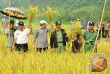 Panen padi di kawasan pangan Kecamatan Batu Ampar bersama anggota DPR RI (2).