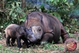 Ratu (12) seekor induk badak Sumatera (dicerorhinus sumatrensis) menemani anaknya berjenis kelamin jantan yang baru berusia beberapa hari di penangkaran semi alami Suaka Rhino Sumatera, Taman Nasional Way Kambas, Lampung, Senin (25/6). 