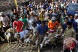 Sejumlah warga mengikuti kirab sambil membawa kambing untuk disembelih ketika digelar Nyadran Kramat, di Dusun Pete, Kembangsari, Kandangan, Temanggung, Jateng, Jumat (15/6). Sedikitnya 105 ekor kambing disembelih dan dimasak bersama dalam ritual tersebut. FOTO ANTARA/Anis Efizudin