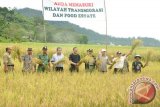 Bupati Kubu Raya Muda Mahendrawan (3 dari Kiri) bersama Muspida dan Anggota Komisi IV DPR RI melaksanakan panen padi di kawasan pangan (Food Estate) Kecamatan Batu Ampar.
