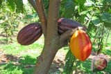 Jasindo membantu rumah produksi kakao Nglanggeran