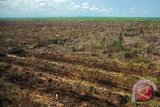 BRG-Kemtan menyiapkan 1.000 hektare sawah PLTB