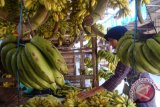 Warga Palembang gemari pisang kepok 