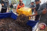 Petani bangun usaha pembibitan belut