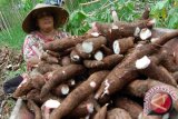 Gatot, Pengganti Nasi Yang Lezat dan Gurih