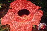 Lokasi Rafflesia mekar jadi objek wisata 