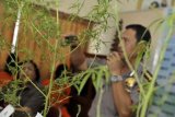 Denpasar (Antara Bali) - Kabid Humas Polda Bali, Kombes Pol Hariadi (kanan) memberi keterangan tentang upaya penanaman pohon ganja secara ilegal dalam konferensi pers di Mapolda Bali, Denpasar, Kamis (26/7). Polisi menahan seorang tersangka yang diduga sengaja menanamnya untuk diedarkan dan menyita tiga pohon ganja berumur 4 hingga 8 bulan beserta paket daun ganja kering hasil panennya seberat 4,41 gram. FOTO ANTARA/Nyoman Budhiana/2012.