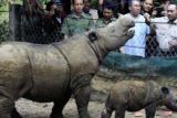 Lampung (Antara Bali) - Menteri Kehutanan Zulkifli Hasan (kanan) memberi makan anak badak Sumatera (Dicerorhinus sumatrensis) Andatu bersama induknya Ratu saat kunjungan kerja di SRS Taman Nasional Way Kambas, Lampung Timur, Lampung, Senin (30/7). Andatu lahir dari pasangan Ratu dan Andalas pada 23 Juni 2012 yang menandai keberhasilan usaha konservasi badak di Indonesia. FOTO ANTARA/Andika Wahyu/2012.