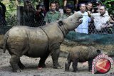 Menteri Kehutanan Zulkifli Hasan (kanan) memberi makan anak badak Sumatera (Dicerorhinus sumatrensis) Andatu bersama induknya Ratu saat kunjungan kerja di SRS Taman Nasional Way Kambas, Lampung Timur, Lampung, Senin (30/7). (FOTO ANTARA/Andika Wahyu)