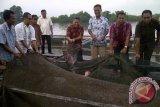 Bupati Kubu Raya Muda Mahendrawan sedang melakukan panen ikan di KJA Sungai Raya, Kubu Raya, Minggu. Berkat program sejuta keramba, panen ikan  berhasil meningkat, seperti ikan seperti nila, ikan mas dan patin, sementara itu  prospek ekonominya sangat bagus karena harganya tinggi. (FOTO ANTARA/Rendra Oxtora)
