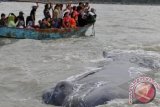 Sejumlah warga dengan menaiki perahu menyaksikan paus yang terdampar di pantai Tanjung Pakis, Karawang, Kamis (26/7). Paus yang terdampar di pantai dan menjadi tontonan warga ini diperkirakan dari jenis Sperm Whale. FOTO ANTARA/Paramayuda/nz/12