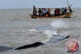 Sejumlah warga dengan menaiki perahu menyaksikan paus yang terdampar di pantai Tanjung Pakis, Karawang, Kamis (26/7). Paus yang terdampar di pantai dan menjadi tontonan warga ini diperkirakan dari jenis Sperm Whale. FOTO ANTARA/Paramayuda/nz/12