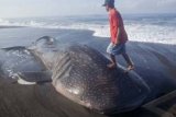 Yogyakarta (Antara Bali) - Seorang warga menaiki seekor hiu paus (Whale Shark) yang terdampar dan mati di Pantai Baru, Srandakan, Bantul, Yogyakarta, Kamis (2/8). Hiu paus berukuran sekitar 13 meter tersebut diperkirakan terdampar karena terpisah dari kawanannya ketika melakukan migrasi. FOTO ANTARA/Sigid Kurniawan/2012.