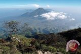 Kawasan lereng Sindoro dan Sumbing rawan kebakaran