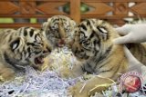 Harimau Terkam Buruh Sawit di Riau 