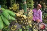 Harga Pisang di Gorontalo Capai Rp75 Ribu/Tandan