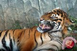 Harimau Sumatera terjerat perangkap di Dharmasraya Sumbar