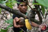 Dishutbun DIY dorong pengembangan desa kakao 