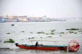 Sungai Musi belum bebas dari enceng gondok