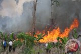 Paringin Kalsel - API LADANG - sekarang ini lagi musim persiapan lahan untuk pertanian sistem ladang di lahan kering dengan cara menebang semak belukar, kemudian di bakar, lalu ditanami padi gogo (padi gunung), tampak pembakaran lahan ladang yang disebut "mamanduk," oleh penduduk Paringin Selatan, Kabupaten Balangan  Kalimantan Selatan pada Minggu 26/8 (Foto ANTARA/ Hasan Z/)