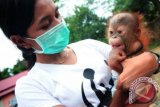 Seekor bayi Orangutan jantan (Pongo Pygmaeus Pygmaeus) berusia dua bulan berada dipelukan seorang anggota tim medis dari World Wildlife Fund (WWF) Kalbar, di Balai Konservasi Sumber Daya Alam (BKSDA), di Kecamatan Rasau Jaya, Kabupaten Kubu Raya, Kalbar, Selasa (28/8). Bayi Orangutan jantan yang ditemukan oleh seorang petani saat tengah melakukan pembukaan hutan untuk perkebunan palawija di Desa Wajok Hulu, Kabupaten Pontianak tersebut, diserahkan ke BKSDA Kalbar dan akan menjalani perawatan intensif di Pusat Rehabilitasi International Animal Rescue (IAR) Ketapang. FOTO ANTARA/Jessica Helena Wuysang