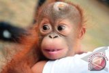 Seekor bayi Orangutan jantan (Pongo Pygmaeus Pygmaeus) berusia dua bulan berada dipelukan seorang anggota tim medis dari World Wildlife Fund (WWF) Kalbar, di Balai Konservasi Sumber Daya Alam (BKSDA), di Kecamatan Rasau Jaya, Kabupaten Kubu Raya, Kalbar, Selasa (28/8). Bayi Orangutan jantan yang ditemukan oleh seorang petani saat tengah melakukan pembukaan hutan untuk perkebunan palawija di Desa Wajok Hulu, Kabupaten Pontianak tersebut, diserahkan ke BKSDA Kalbar dan akan menjalani perawatan intensif di Pusat Rehabilitasi International Animal Rescue (IAR) Ketapang. FOTO ANTARA/Jessica Helena Wuysang