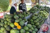 Banjarmasin,4/8 MUSIM KUINI, Sentra perkebunan mangga kuini (mangifera kuini sp) di Desa Anjir Serapat Kabupaten Barito Kuala (Batola) mulai panen, dan kini banyak menghiasi sentra perdagangan kuini di sisi jalan Trans Kalimantan di wilayah tersebut (4/8), kuini dijual antara Rp1500,- hingga Rp3500,-per biji. (Foto Hasan Z/c) 