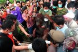 Sejumlah anggota Tim Rescue melakukan pertolongan medis pada seekor Orangutan jantan (Pongo Pygmaeus Pygmaeus) yang terluka parah, sesaat setelah jatuh dari pohon di Desa Parit Wak Dongkak, Wajok Hilir, Kabupaten Pontianak, Kalbar, Senin (27/8). Orangutan jantan mengalami luka bakar menyusul upaya warga untuk mengusir satwa langka dari kebun mereka dengan cara membakar pohon yang menjadi pijakan satwa dilindungi tersebut. FOTO ANTARA/Jessica Helena Wuysang