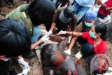 Sejumlah anggota Tim Rescue melakukan pertolongan medis pada seekor Orangutan jantan (Pongo Pygmaeus Pygmaeus) yang terluka parah, sesaat setelah jatuh dari pohon di Desa Parit Wak Dongkak, Wajok Hilir, Kabupaten Pontianak, Kalbar, Senin (27/8). Orangutan jantan mengalami luka bakar menyusul upaya warga untuk mengusir satwa langka dari kebun mereka dengan cara membakar pohon yang menjadi pijakan satwa dilindungi tersebut. FOTO ANTARA/Jessica Helena Wuysang