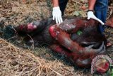 Seekor Orangutan jantan (Pongo Pygmaeus Pygmaeus) menutup wajahnya saat terkapar di tanah, setelah jatuh dari pohon di Desa Parit Wak Dongkak, Wajok Hilir, Kabupaten Pontianak, Kalbar, Senin (27/8). Orangutan jantan mengalami luka bakar menyusul upaya warga untuk mengusir satwa langka dari kebun mereka dengan cara membakar pohon yang menjadi pijakan satwa dilindungi tersebut. FOTO ANTARA/Jessica Helena Wuysang