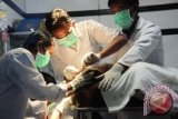 Sejumlah dokter hewan dari tim medis gabungan melakukan otopsi pada jasad Orangutan jantan (Pongo pygmaeus pygmaeus), di Klinik laboratorium Dinas Peternakan dan Kesehatan Hewan Kalbar, di Pontianak, Kamis (30/8). Orangutan jantan yang terbakar saat hendak dievakuasi oleh warga Wajok Hilir, Kabupaten Pontianak pada Senin (27/8) lalu tersebut, akhirnya mati dalam perjalanan dari Pontianak menuju pusat rehabilitasi International Animal Rescue (IAR) di Kabupaten Ketapang pada Rabu (29/8) malam. FOTO ANTARA/Jessica Helena Wuysang/ed/nz/12