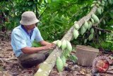 Pulau Sebesi penghasil kakao berkualitas