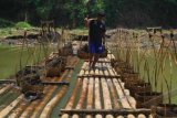 Tasikmalaya (Antara Bali) - Seorang penambang mengangkut pasir sungai melewati rakit bambu di Sungai Ciwulan yang surut akibat kemarau di Kampung Cikanyere, Desa Sukakerta, Kecamatan Jatiwaras, Kabupaten Tasikmalaya, Jawa Barat, Minggu (30/9). Penambang pasir tradisional di kawasan itu biasanya mampu mengumpulkan pasir sebanyak 2 truk per hari kemudian dijual Rp110.000 per truk. FOTOANTARA/Feri Purnama/nym/2012.