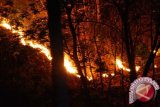 11.000 hektare hutan Bengkalis  musnah akibat kebakaran 