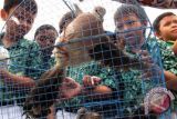 Kemenhut melepasliarkan 10.000 burung maleo 