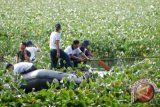 Padat karya petani bersihkan eceng gondok 