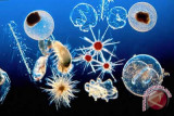 120 spesies plankton ditemukan di perairan karst 