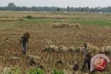 Pejabat Tolak Jadi Saksi Meringankan Terdakwa Korupsi Cetak Sawah