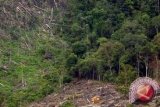 FSC: ancaman besar hutan akibat pola konsumtif 