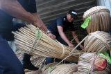 Rotan banyak diselundupkan ke China 