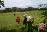 Petani Kulon Progo panen raya melon