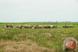 Kandangan, 8/11 - KEKERINGAN - Kawanan kerbau rawa di Kecamatan Daha, Kabupaten Hulu Sungai Selatan, tidak bisa lagi berenang seperti yang biasa dilakukan binatang khas Kalimantan Selatan itu akibat keringnya rawa tempat habitat mereka berada. Musim kemarau dan aktivitas perkebunan kelapa sawit di kawasan itu menyebabkan rawa di Nagara menjadi kering. Sejak November 2001 tercatat ratusan kerbau rawa mati karena tidak mampu bertahan terhadap perubahan yang terjadi pada kawasan rawa sebagai tempat tinggal mereka. Foto: ANTARA/Rusmanadi