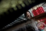 Pangkalpinang, (ANTARA Babel) - Seorang perajin menenun kain cual tradisional khas Kepulauan Bangka Belitung, di pusat kerajinan kain tenun cual, Pangkal Pinang, Provinsi Bangka Belitung, Rabu (21/11). Kain tenun cual berasal dari kain adat bangsawan Muntok, Bangka Barat menggunakan perpaduan antara teknik sungkit dan tenun ikat yang digunakan sebagai pakaian kebesaran dan hantaran pernikahan dengan harga Rp.1,7 juta hingga Rp.22 juta. FOTO ANTARA/Teresia May/ss/ama/12
