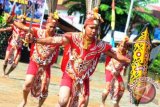 Sejumlah anggota Sat Brimob Polda Kalbar membawakan tarian perang khas Suku Dayak saat perayaan HUT ke-67 Brimob di Mako Satbrimobda Kalbar, Rabu (14/11). Tarian perang khas etnik Dayak dengan menggunakan mandau dan perisai tersebut, menggambarkan keberanian sejumlah prajurit yang gesit dan penuh semangat dalam berperang. FOTO ANTARA/Jessica Helena Wuysang